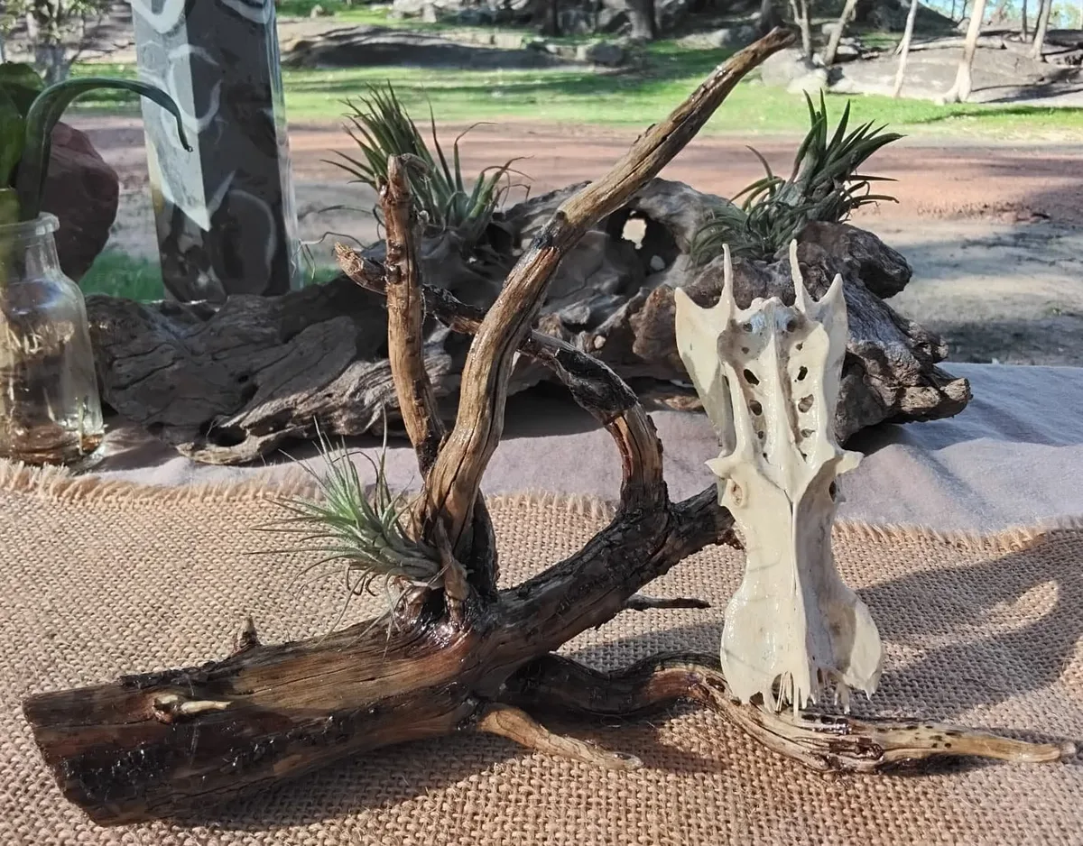Air Plant Driftwood Display