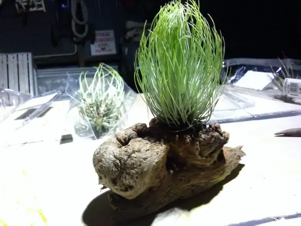 Air Plant Rock Garden