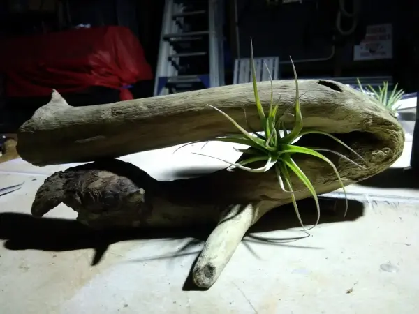 Driftwood Air Plant Holder