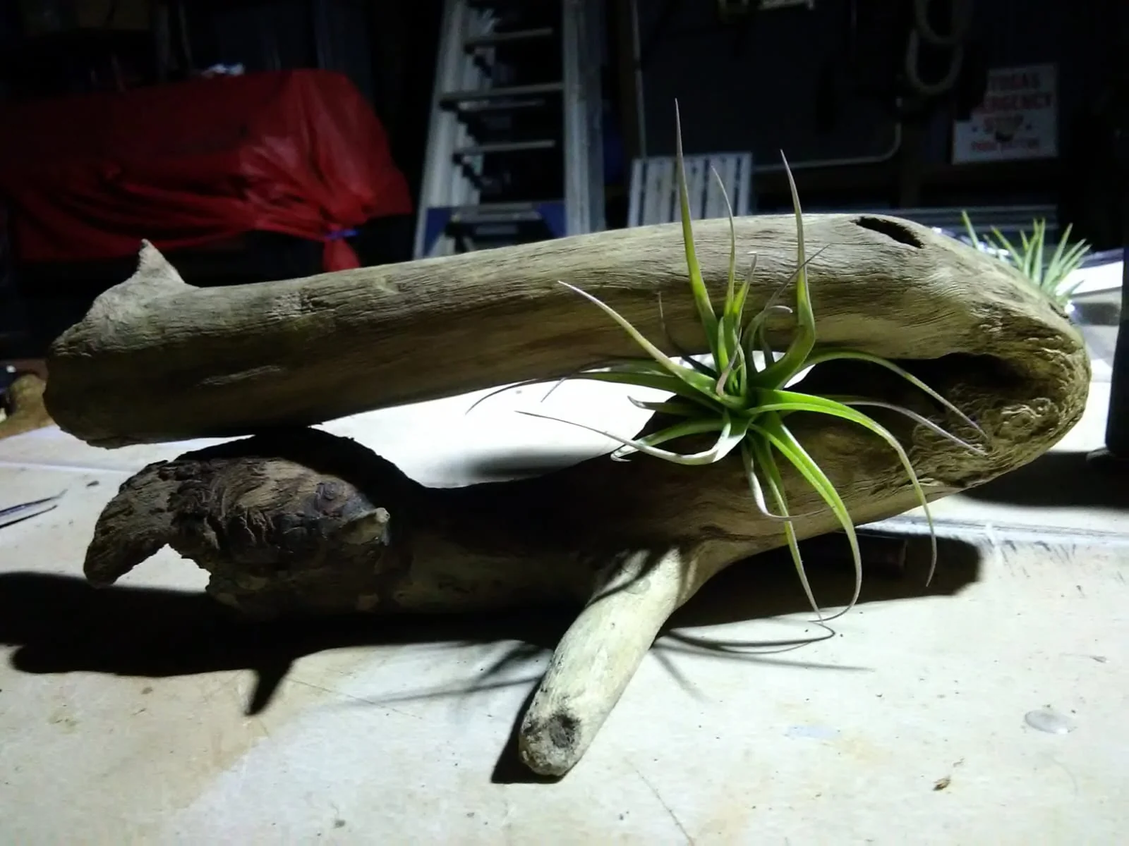 Driftwood Air Plant Holder