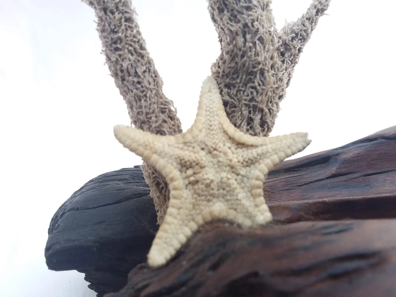 Starfish & Driftwood Keepsake