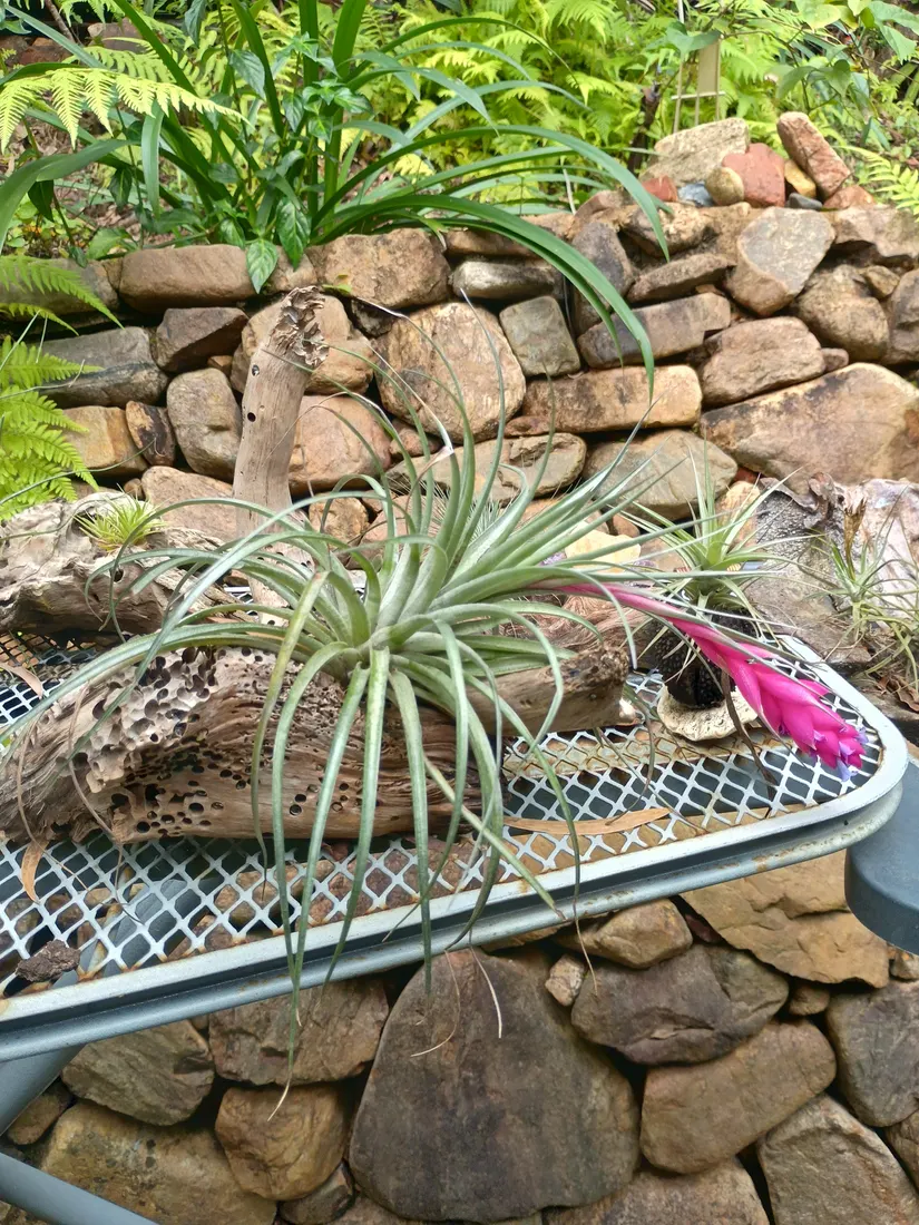 Air plant with a bright pink flower spike growing on weathered driftwood